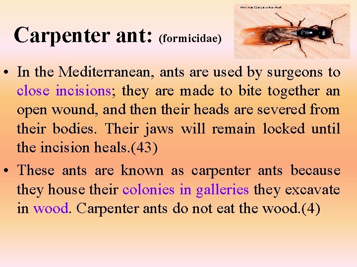 Carpenter ant: (formicidae) • In the Mediterranean, ants are used by surgeons to close