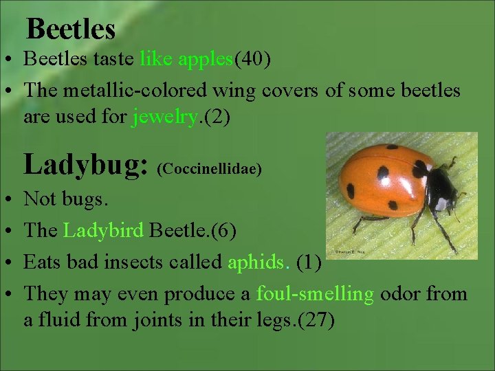 Beetles • Beetles taste like apples(40) • The metallic-colored wing covers of some beetles