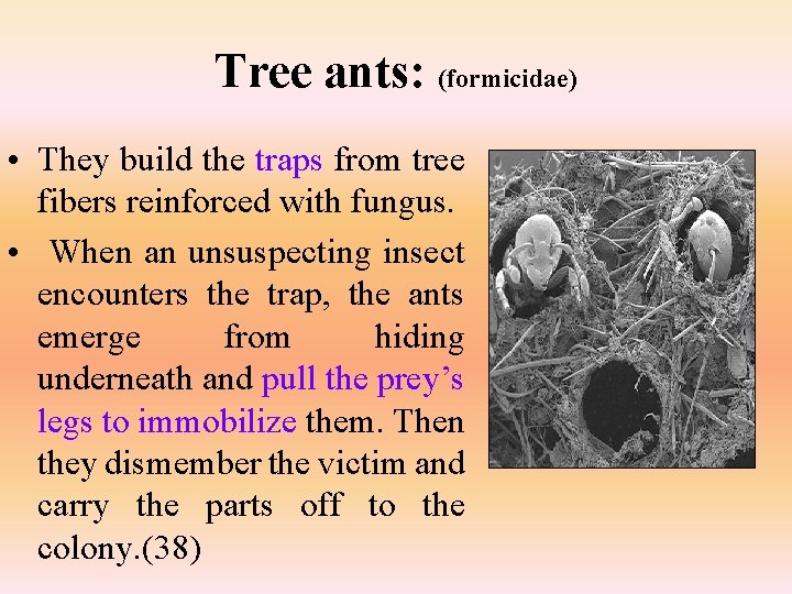 Tree ants: (formicidae) • They build the traps from tree fibers reinforced with fungus.