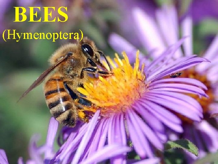 BEES (Hymenoptera) 