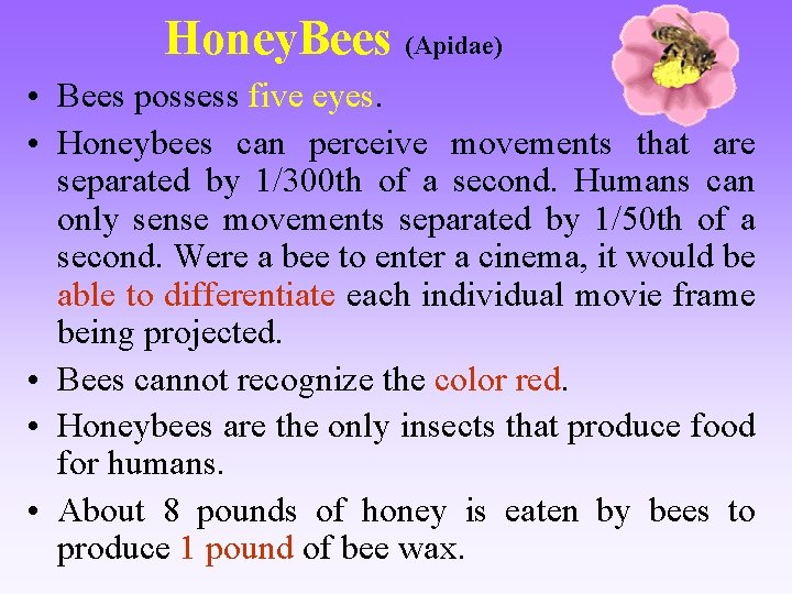 Honey. Bees (Apidae) • Bees possess five eyes. • Honeybees can perceive movements that