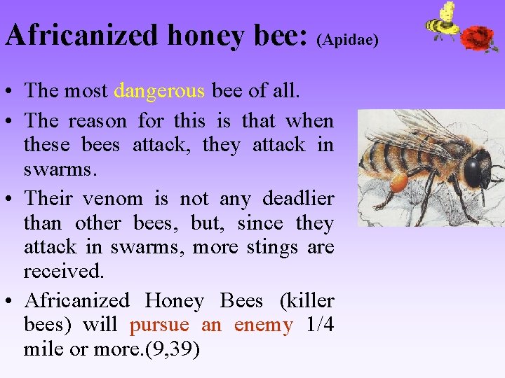 Africanized honey bee: (Apidae) • The most dangerous bee of all. • The reason
