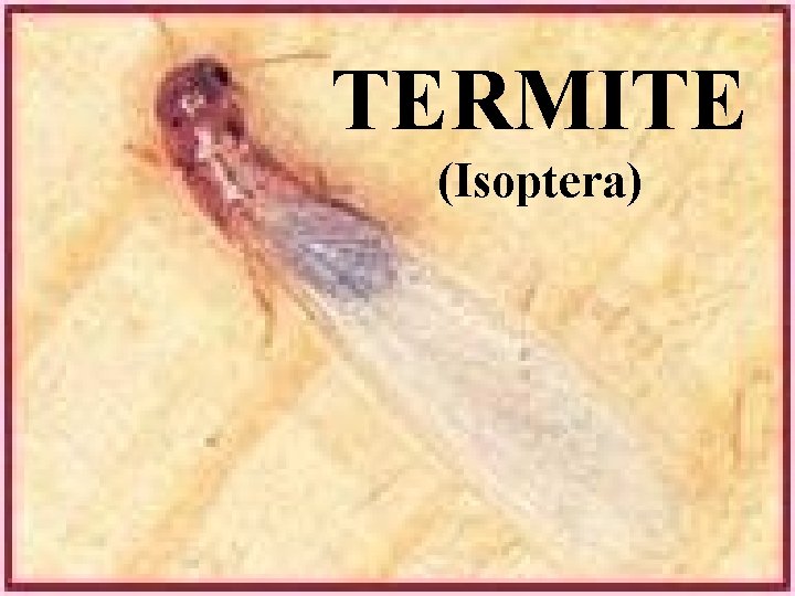 TERMITE (Isoptera) 