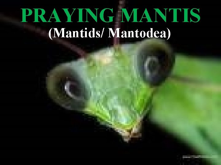 PRAYING MANTIS (Mantids/ Mantodea) 