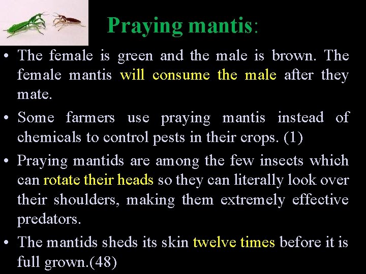 Praying mantis: • The female is green and the male is brown. The female