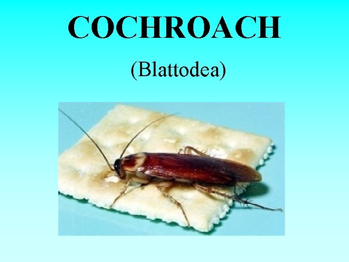  COCHROACH (Blattodea) 
