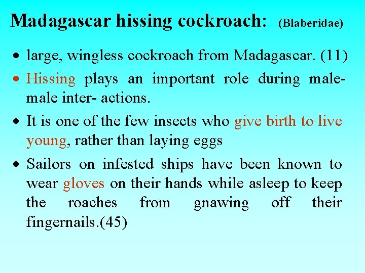 Madagascar hissing cockroach: (Blaberidae) large, wingless cockroach from Madagascar. (11) Hissing plays an important