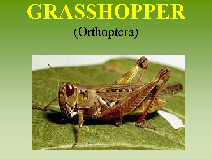 GRASSHOPPER (Orthoptera) 