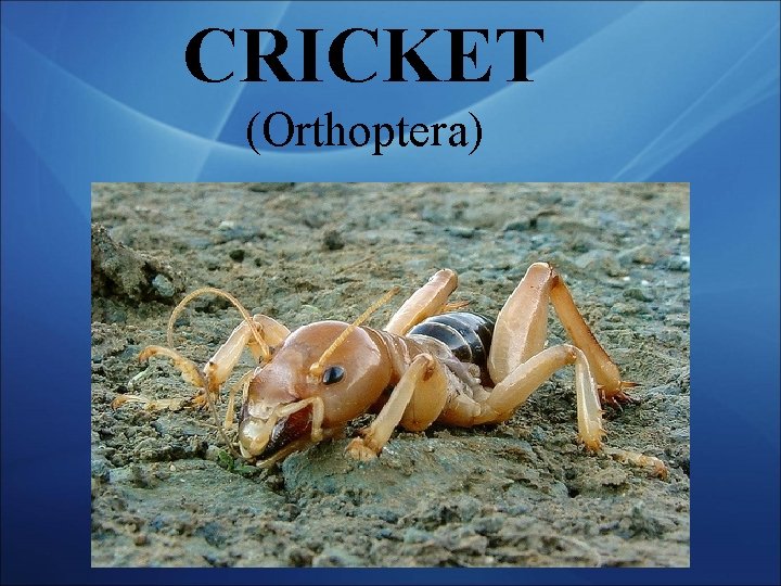 CRICKET (Orthoptera) 