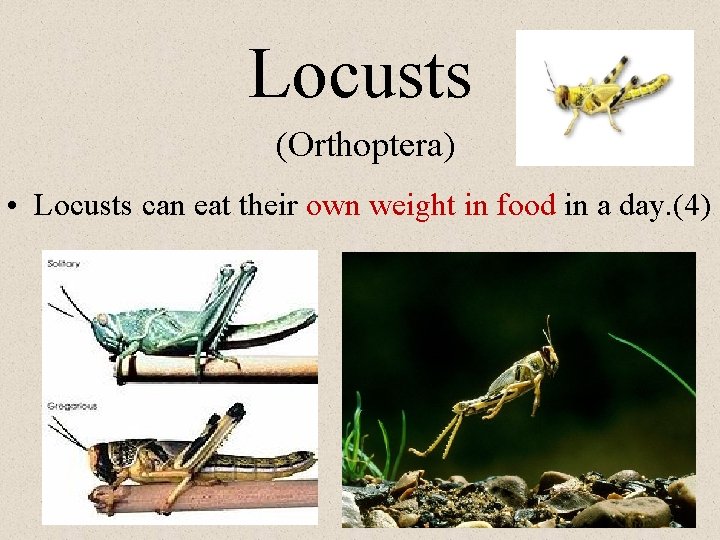Locusts (Orthoptera) • Locusts can eat their own weight in food in a day.