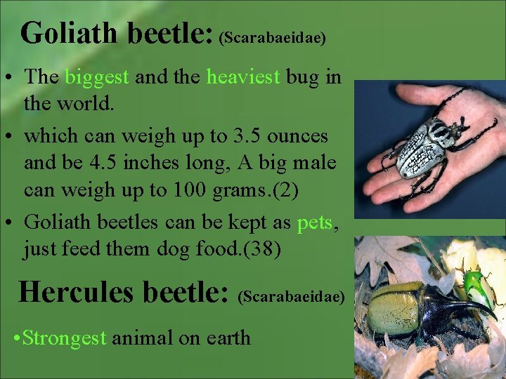 Goliath beetle: (Scarabaeidae) • The biggest and the heaviest bug in the world. •