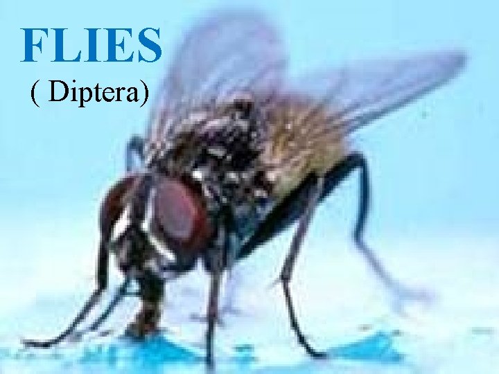 FLIES ( Diptera) 