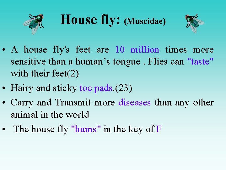House fly: (Muscidae) • A house fly's feet are 10 million times more sensitive