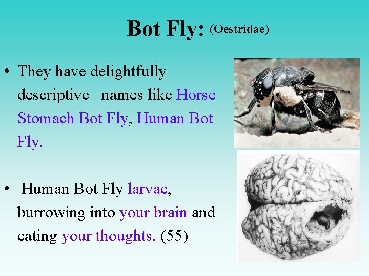  (Oestridae) Bot Fly: • They have delightfully descriptive names like Horse Stomach Bot