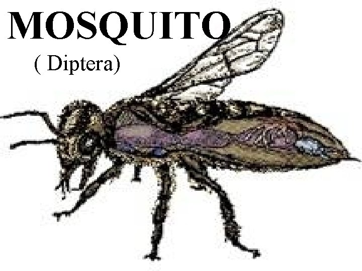 MOSQUITO ( Diptera) 