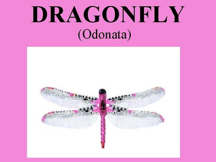 DRAGONFLY (Odonata) 