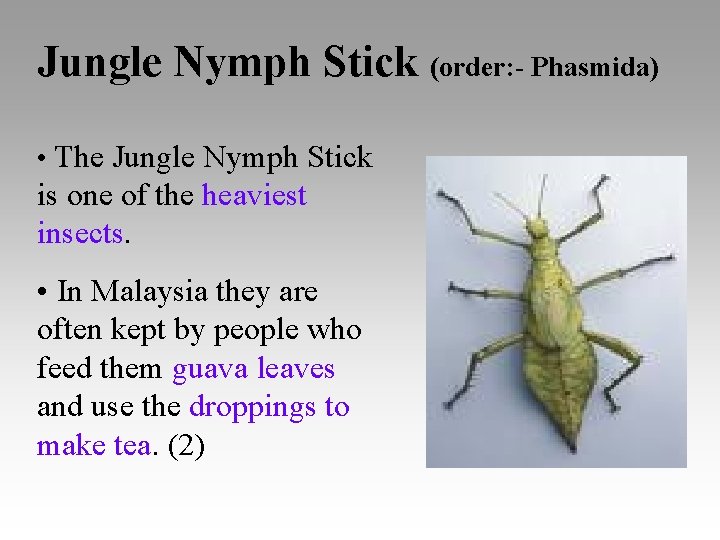 Jungle Nymph Stick (order: - Phasmida) • The Jungle Nymph Stick is one of