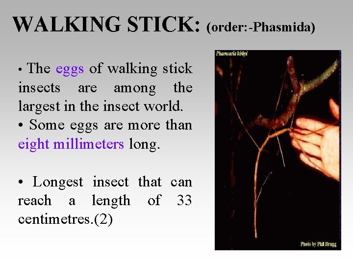 WALKING STICK: (order: -Phasmida) • The eggs of walking stick insects are among the