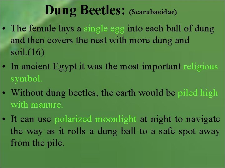 Dung Beetles: (Scarabaeidae) • The female lays a single egg into each ball of