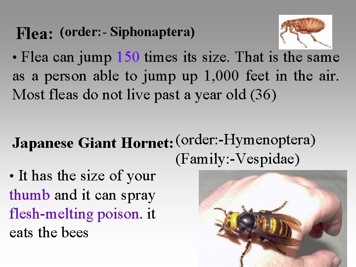 Flea: (order: - Siphonaptera) • Flea can jump 150 times its size. That is