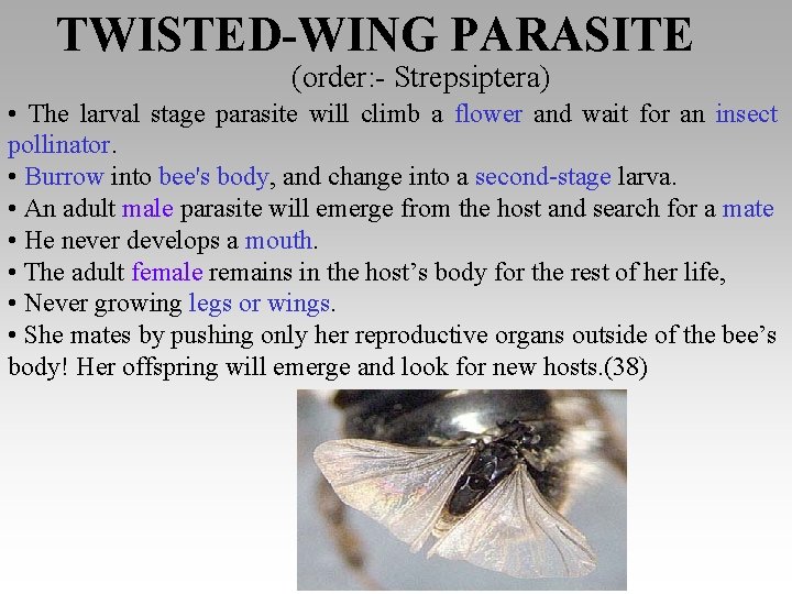 TWISTED-WING PARASITE (order: - Strepsiptera) • The larval stage parasite will climb a flower