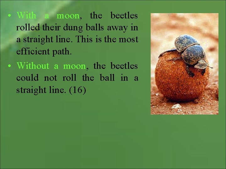  • With a moon, the beetles rolled their dung balls away in a