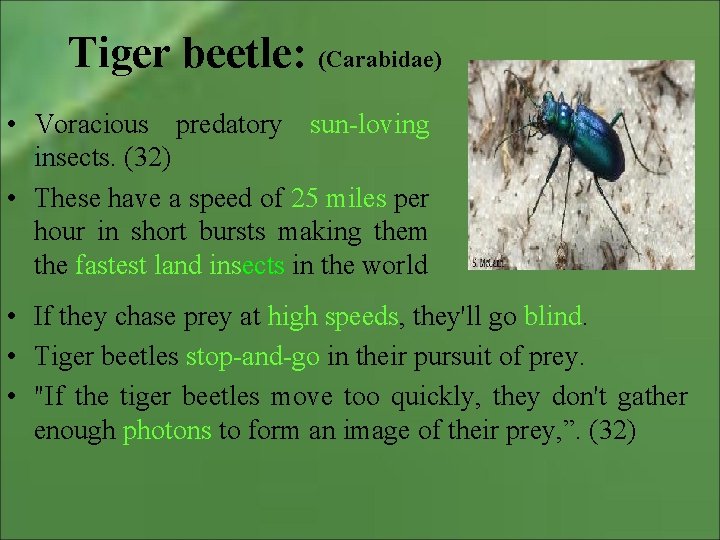 Tiger beetle: (Carabidae) • Voracious predatory sun-loving insects. (32) • These have a speed