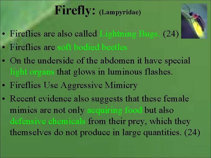 Firefly: (Lampyridae) • Fireflies are also called Lightning Bugs. (24) • Fireflies are soft