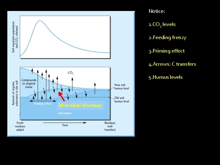 Notice: 1. CO 2 levels 2. Feeding frenzy 3. Priming effect 4. Arrows: C