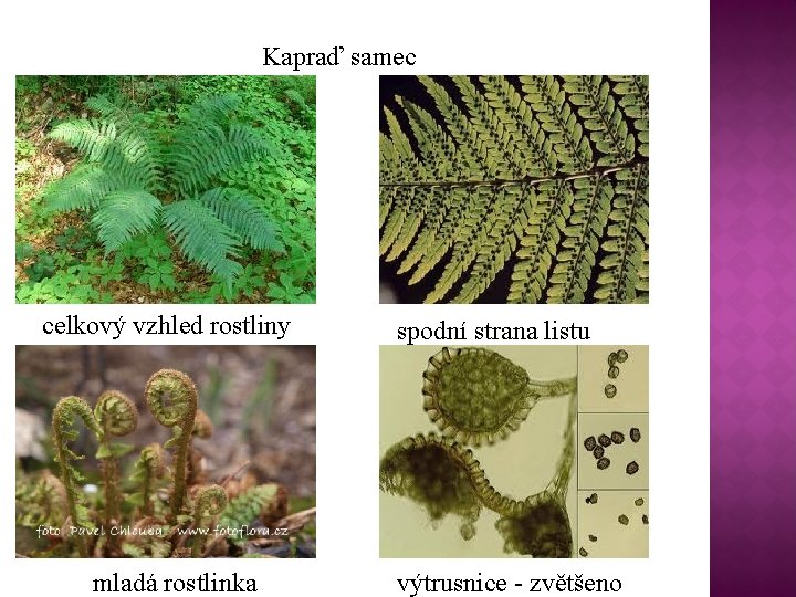 Kapraď samec celkový vzhled rostliny mladá rostlinka spodní strana listu výtrusnice - zvětšeno 