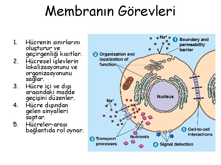 Membranın Görevleri 1. 2. 3. 4. 5. Hücrenin sınırlarını oluşturur ve geçirgenliği kısıtlar. Hücresel