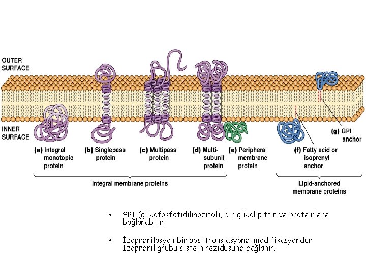  • GPI (glikofosfatidilinozitol), bir glikolipittir ve proteinlere bağlanabilir. • İzoprenilasyon bir posttranslasyonel modifikasyondur.