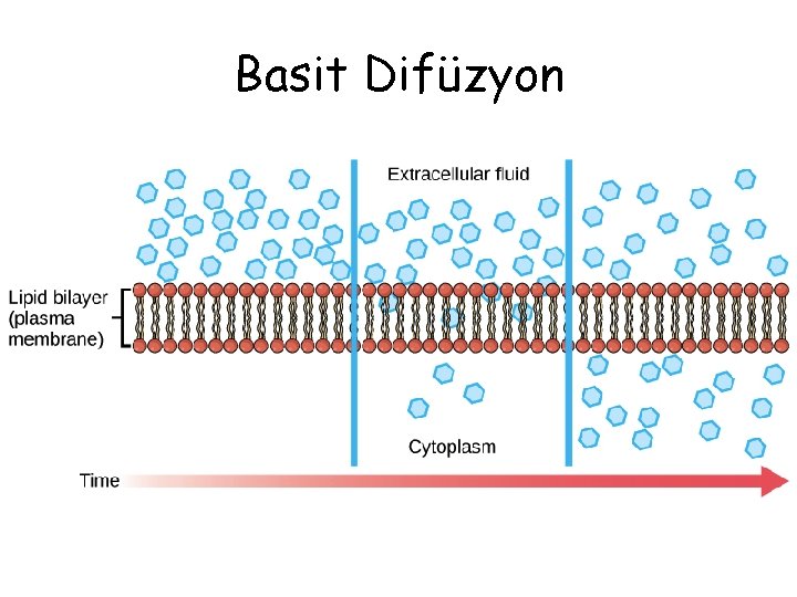 Basit Difüzyon 