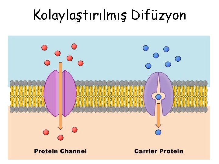 Kolaylaştırılmış Difüzyon 