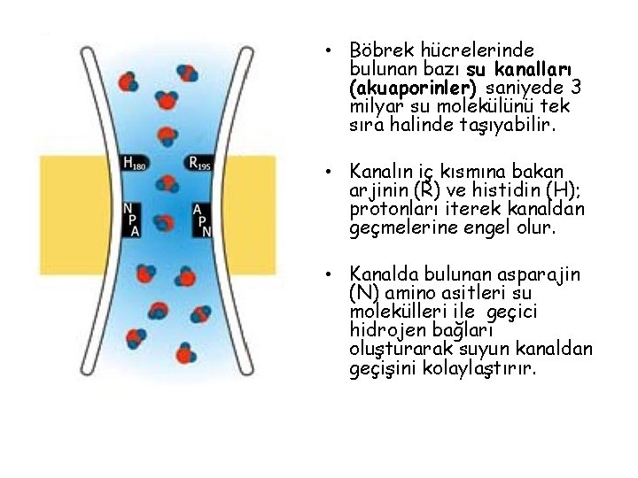  • Böbrek hücrelerinde bulunan bazı su kanalları (akuaporinler) saniyede 3 milyar su molekülünü