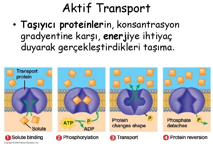 Aktif Transport • Taşıyıcı proteinlerin, konsantrasyon gradyentine karşı, enerjiye ihtiyaç duyarak gerçekleştirdikleri taşıma. 