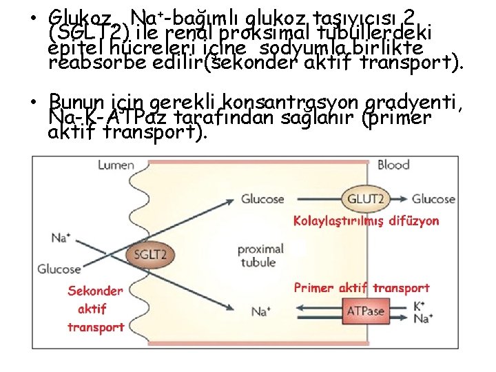  • Glukoz, Na+-bağımlı glukoz taşıyıcısı 2 (SGLT 2) ile renal proksimal tubüllerdeki epitel