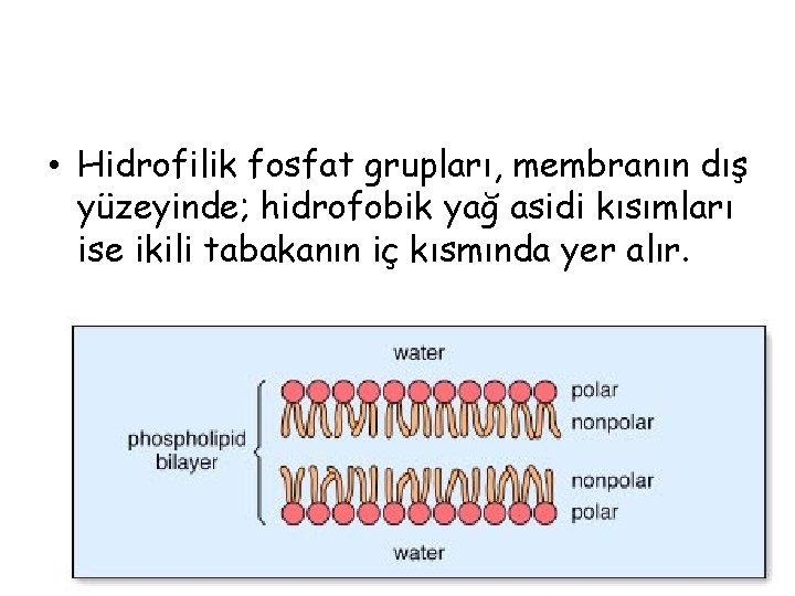  • Hidrofilik fosfat grupları, membranın dış yüzeyinde; hidrofobik yağ asidi kısımları ise ikili