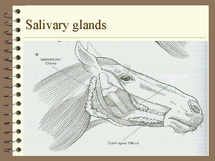 Salivary glands 