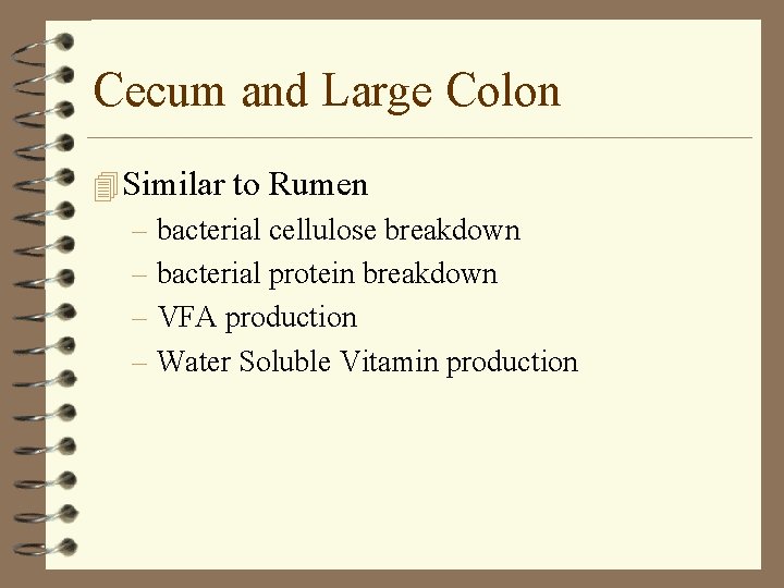 Cecum and Large Colon 4 Similar to Rumen – bacterial cellulose breakdown – bacterial