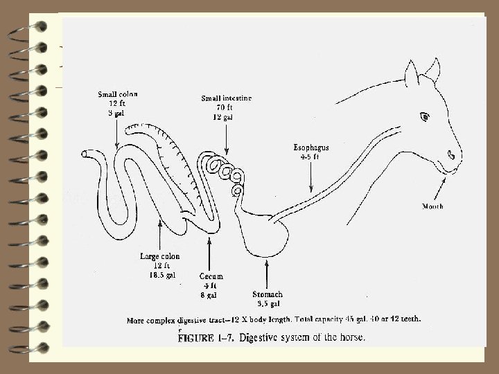 Horse GI Tract 