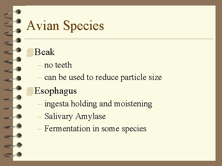 Avian Species 4 Beak – no teeth – can be used to reduce particle