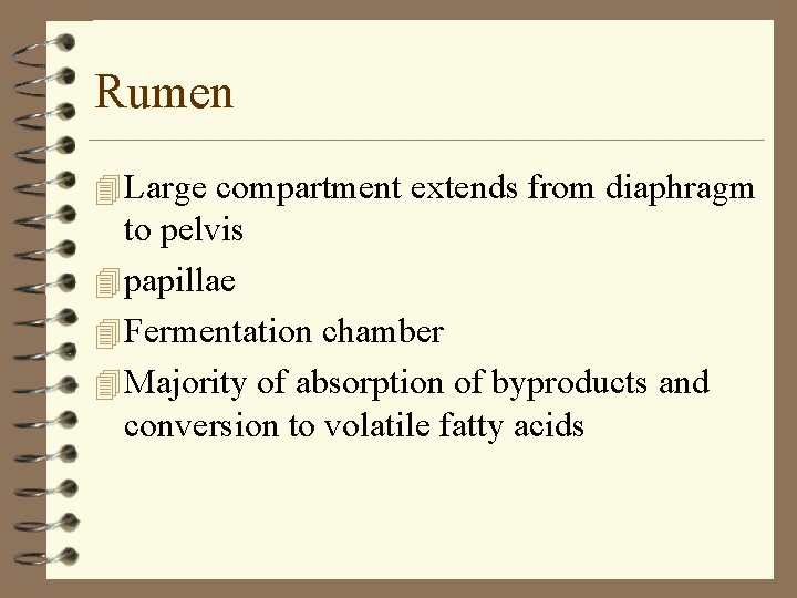 Rumen 4 Large compartment extends from diaphragm to pelvis 4 papillae 4 Fermentation chamber
