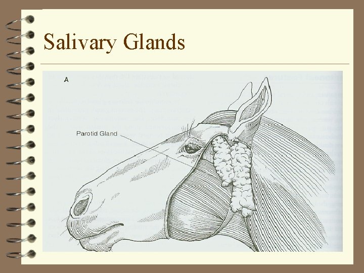 Salivary Glands 