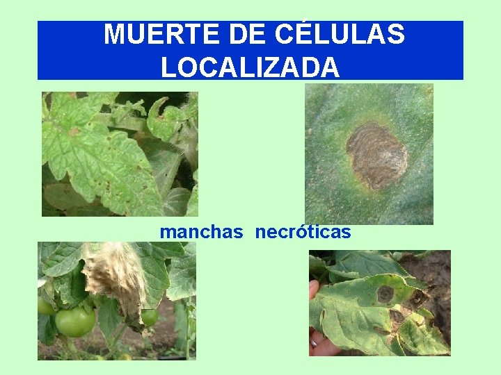 MUERTE DE CÉLULAS LOCALIZADA manchas necróticas 