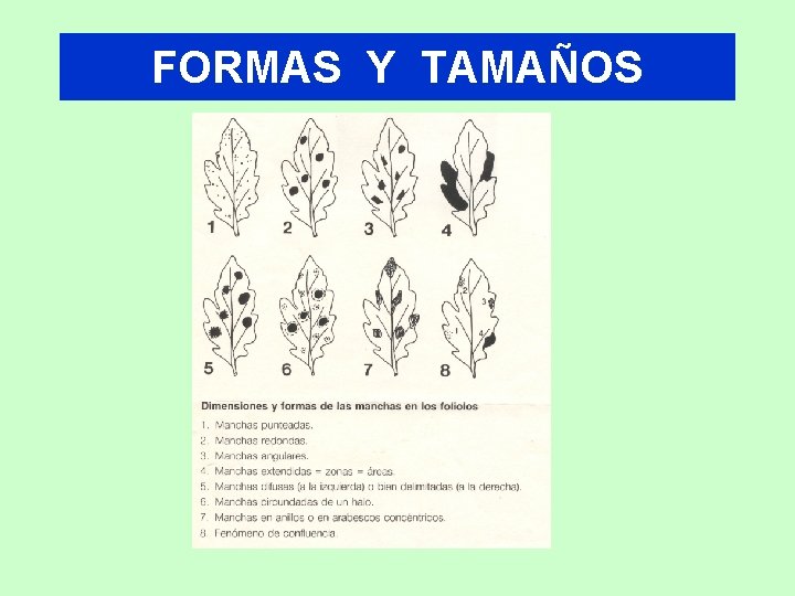 FORMAS Y TAMAÑOS 