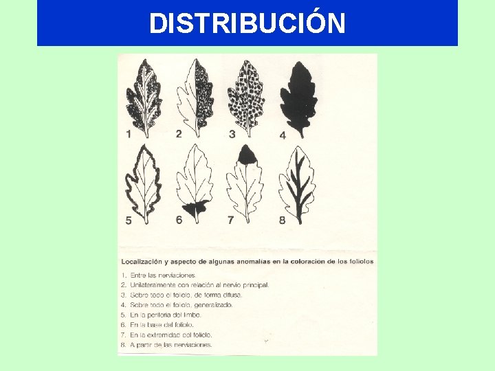 DISTRIBUCIÓN 