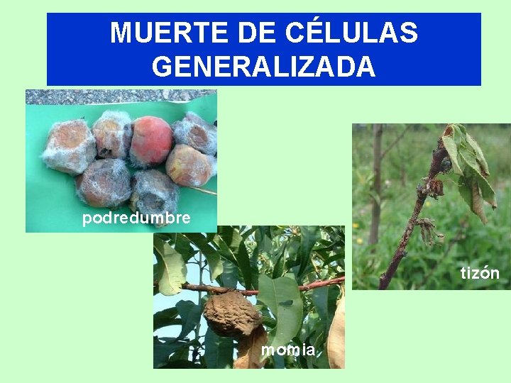 MUERTE DE CÉLULAS GENERALIZADA podredumbre tizón momia 