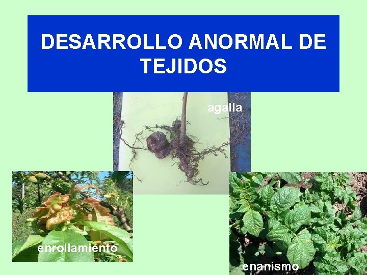 DESARROLLO ANORMAL DE TEJIDOS agalla enrollamiento enanismo 