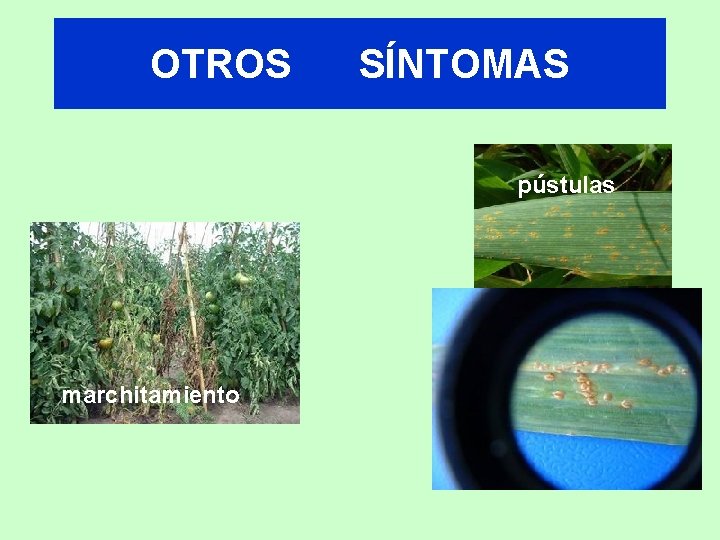OTROS SÍNTOMAS pústulas marchitamiento 